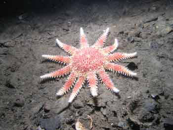 Sunstar Sunstar