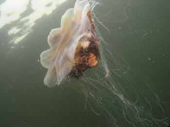 Lions mane jellyfish Lions mane jellyfish