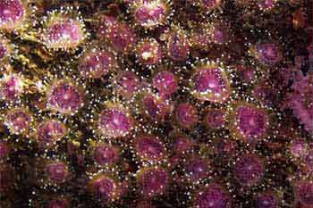 Jewel anemones