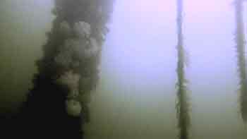 Underwater picture fishermans carpark1