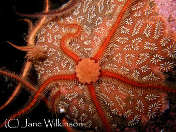 Brittle star Brittle star