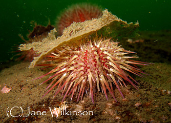 Sea urchin Sea urchin