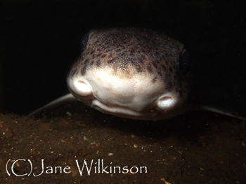 Dogfish