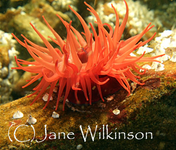 Beadlet anemone