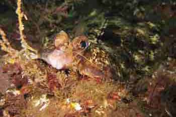 Flat fish Flat fish