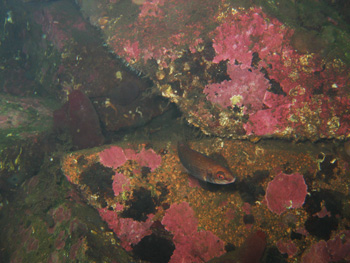 Stallion rock underwater Stallion rock underwater