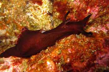 Nudibranch