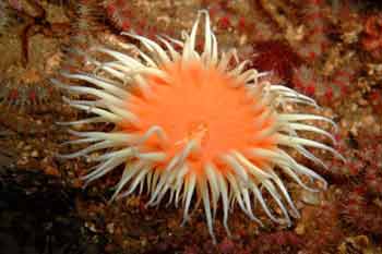 Sea anemony