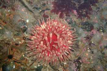 Urticina felina