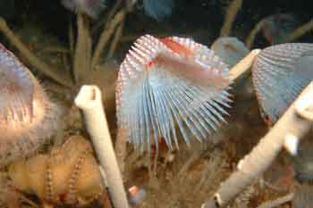 Tube worms