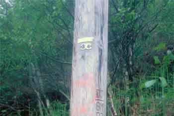 Telephone poll