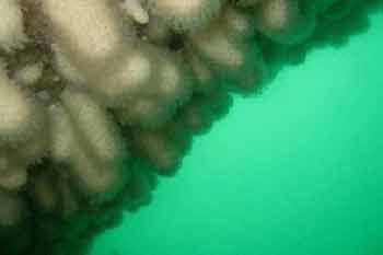Dead mens fingers Dead mens fingers