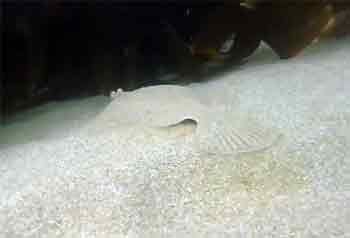 Flat fish