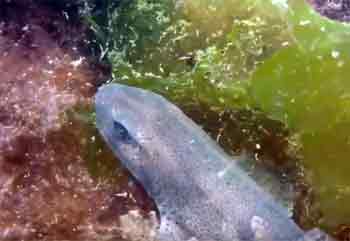 Dogfish
