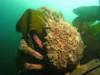 Spider crab