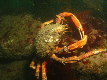 Spider crab